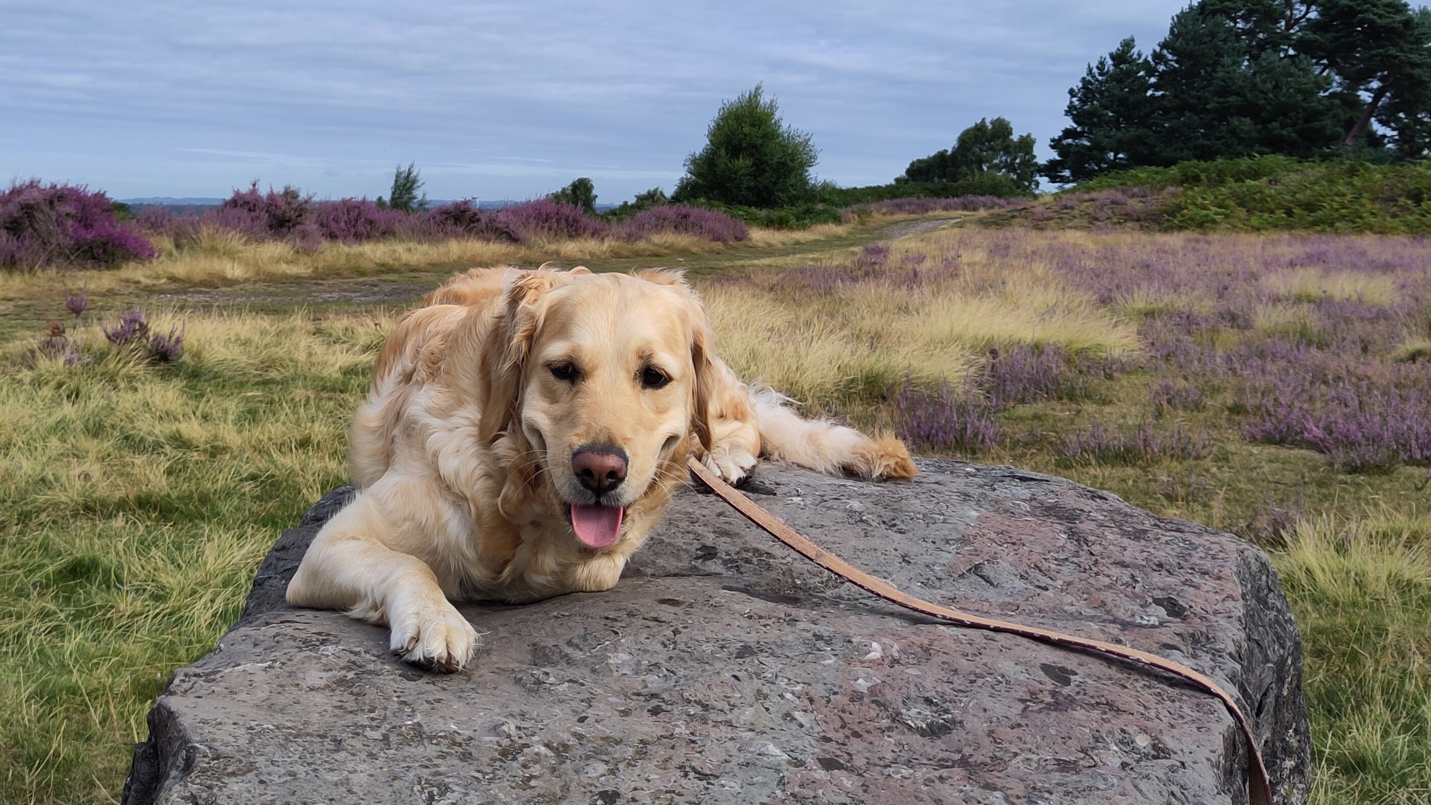 A golden retriever sat on a rock on a hill